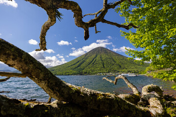 tree in the mountains