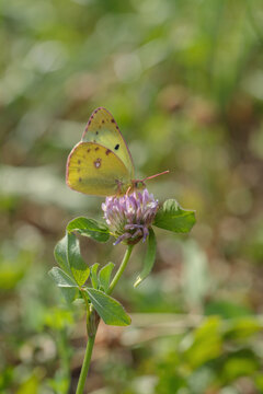 Clouded yellow Butterfly (Genus Colias).