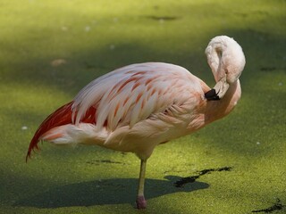 The Chilean flamingo (Phoenicopterus chilensis) Phoenicopteridae family. 