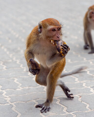 Dancing Monkey 