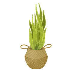 Potted plant, in a basket, hand-drawn, vector illustration