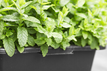 Mint plant growing in a black flowerpot at home. Green fresh mint leaves. Home gardening concept.