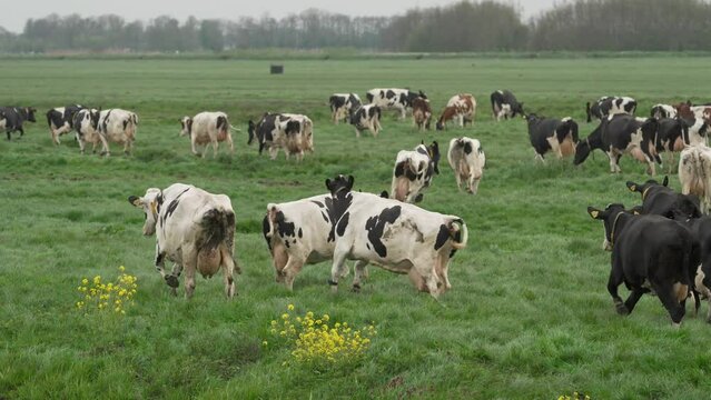 Happy flock of cows seeing green meadow for the first time after long winter