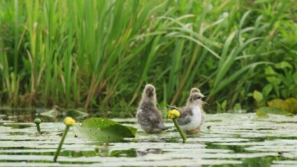 Three hungry hatchlings wait with open mouths to be fed by black stern