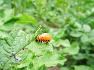 Destruction of the potato crop by the Colorado potato beetle