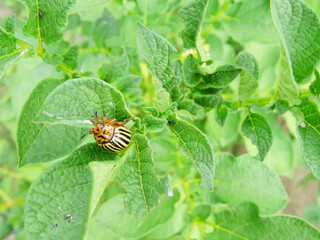 Destruction of the potato crop by the Colorado potato beetle