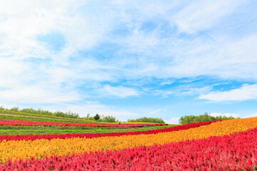 Fototapeta na wymiar 北海道美瑛の広大な大自然「四季彩の丘」