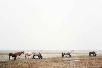 Naklejka na ściany i meble Herd of horses grazes in a meadow with withered grass