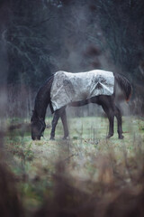 horse in the meadow