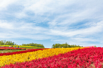 北海道美瑛の広大な大自然「四季彩の丘」