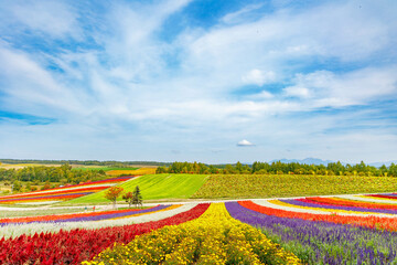 北海道美瑛の広大な大自然「四季彩の丘」
