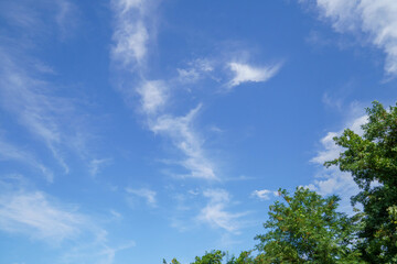 Fototapeta premium 爽やかな夏空