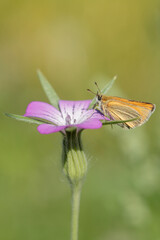Essex skipper (Thymelicus lineola) rests on a corn-cockle blossom.