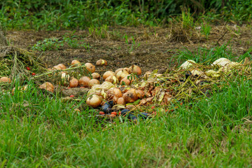 過剰収穫で捨てられた野菜野菜