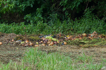 過剰収穫で捨てられた野菜野菜