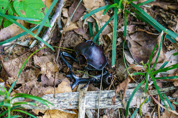 甲虫の死骸