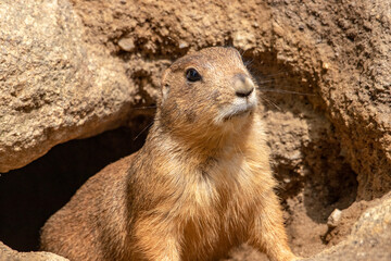 Chien de prairie &agrave; l'entr&eacute;e du terrier