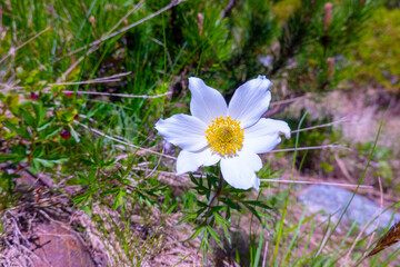 The eight-petalled dryad is a beautiful mountain flower growing in the rocky mountains of the High...