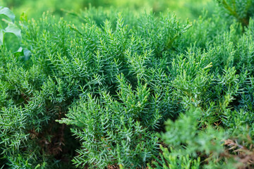 juniper bush without berries close-up