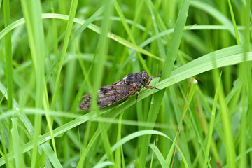 草の葉にとまっていたアブラゼミ