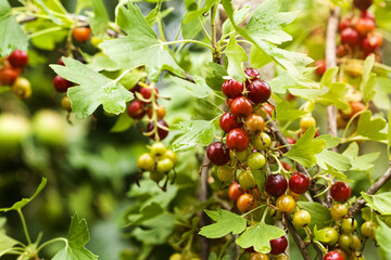 Obraz premium Jostaberries of a hybrid of blackcurrant and gooseberry on the branches of a bush. Gardening and vegetable growing. Young Yosta bushes on the farm outside