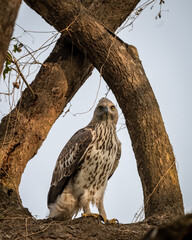 changeable or crested hawk eagle portrait with eye contact perched on tree in natural wood frame at dhikala zone of jim corbett national park or forest reserve uttarakhand india - nisaetus cirrhatus