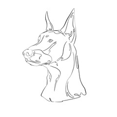 Beautiful detailed line art.Stylish background,wallpaper,template. Beautiful flowing lines.Line art with dog.Beautiful line art with doberman.Noble doberman line art.Stylish doberman dog breed.