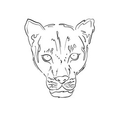 Beautiful detailed line art.Stylish background,wallpaper,template. Beautiful flowing lines.Line art with panther.Beautiful line art with panther.Wildcat line art