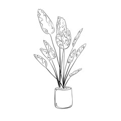 Line art with beautiful plants and flowers. Realistic plant in line art style. Beautiful background,template,wallpaper with line art. Unusual plants and flowers