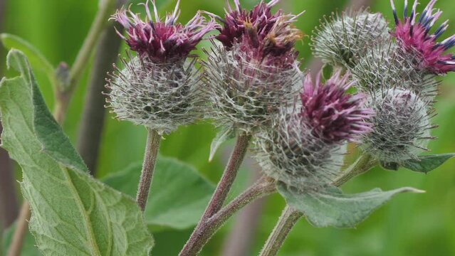 Blooming medical plant burdock. The burdock flowers sway in the wind. Thorn of Agrimony with pink flowers. Flowering Great Thistle (Arctium lappa)