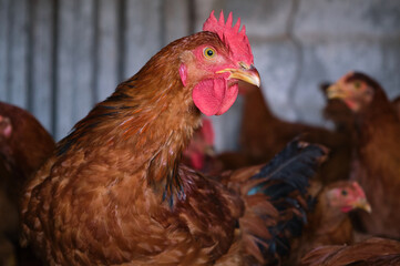 Red Cockerel Rhode Island Red rooster close up head The Poultry backyard house