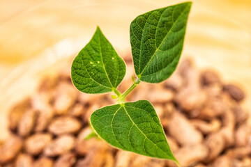 A young bean sprout growing out of a box of beans..