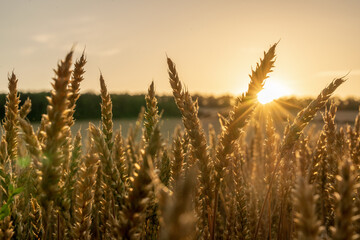 Weizenfeld im Sonnenuntergang