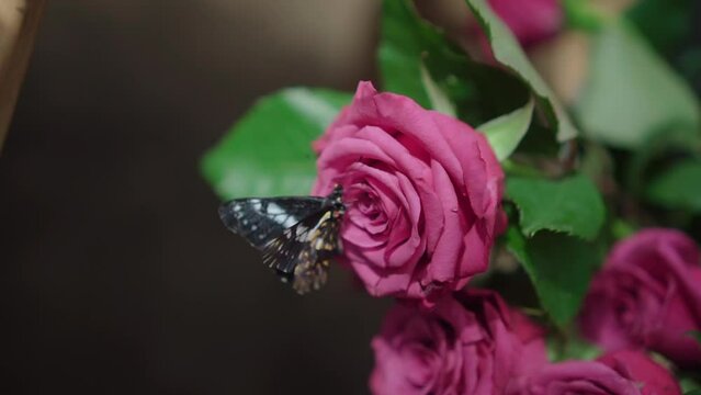 A butterfly on a pink rose