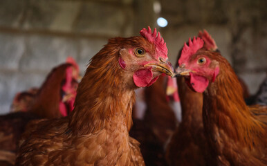 close up Red Cockerel Rhode Island rooster chickens The Poultry backyard house