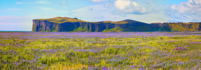 Iceland Blooming Icelandic Purple Lupin Flower Field - Iceland