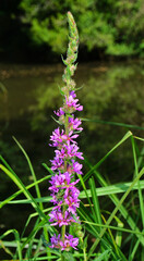 Gewöhnlicher Blutweiderich; Lythrum salicaria; purple lythrum; purple loosestrife