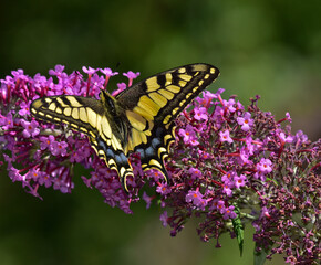 Fototapeta na wymiar Schwalbenschwanz; Papilio machaon; swallow-tail; swallowtail butterfly