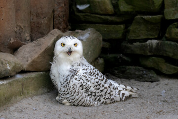 Obraz premium Schnee-Eule im Tierpark Lohberg (Bubo scandiacus)