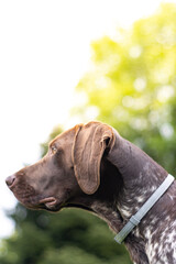 vertical portrait of a german shorthaired pointer dog observing something with a background of...