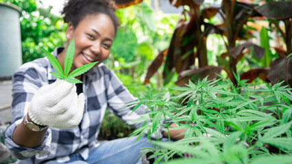 Young African woman hemp farm owner checking plants and flowers before harvesting. Business agricultural cannabis farm herbal medicine concept.Seedlings sow seeds alternative medicine farming herb.