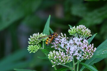 Samiec dużej muchówki udającej ubarwieniem szerszenia. Trzmielówka dorodna (Volucella inanis)...