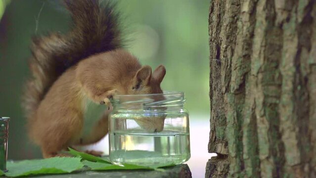 Cute and funny red squirrel is drinking water from a jar in the forest with bright bokeh background