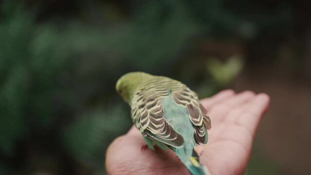 The wavy parrot is from the palm . A tamed bird. A pet parrot pecks grains from a person's hand.