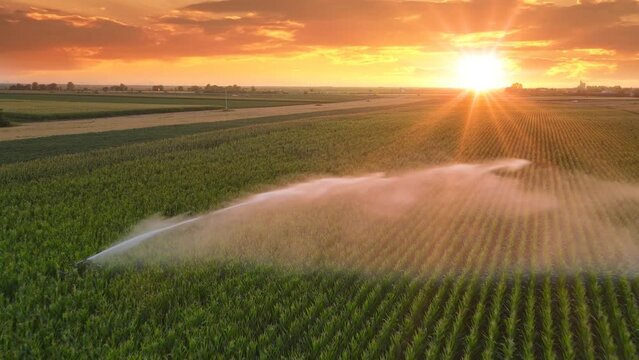 Aerial view drone shot of rain gun sprinkler irrigation system on agricultural corn field at sunset helps to grow plants in the dry season. Landscape, rural scene