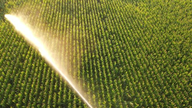 Aerial view drone shot of rain gun sprinkler irrigation system on agricultural corn field helps to grow plants in the dry season. Landscape, rural scene