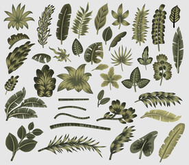 Beautiful set of exotic tropical jungle leaves, vector illustration