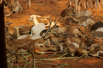 A herd of deer resting on a sunny day