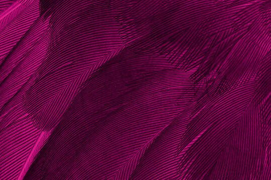 Close up beautiful feathers texture. Macro photo dove feathers. High resolution photos texture soft feathers. Dark red color.