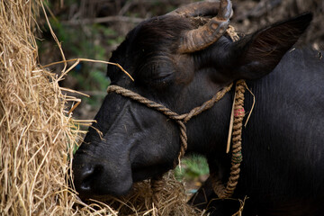 A buffalo lying down resting with closed eyes